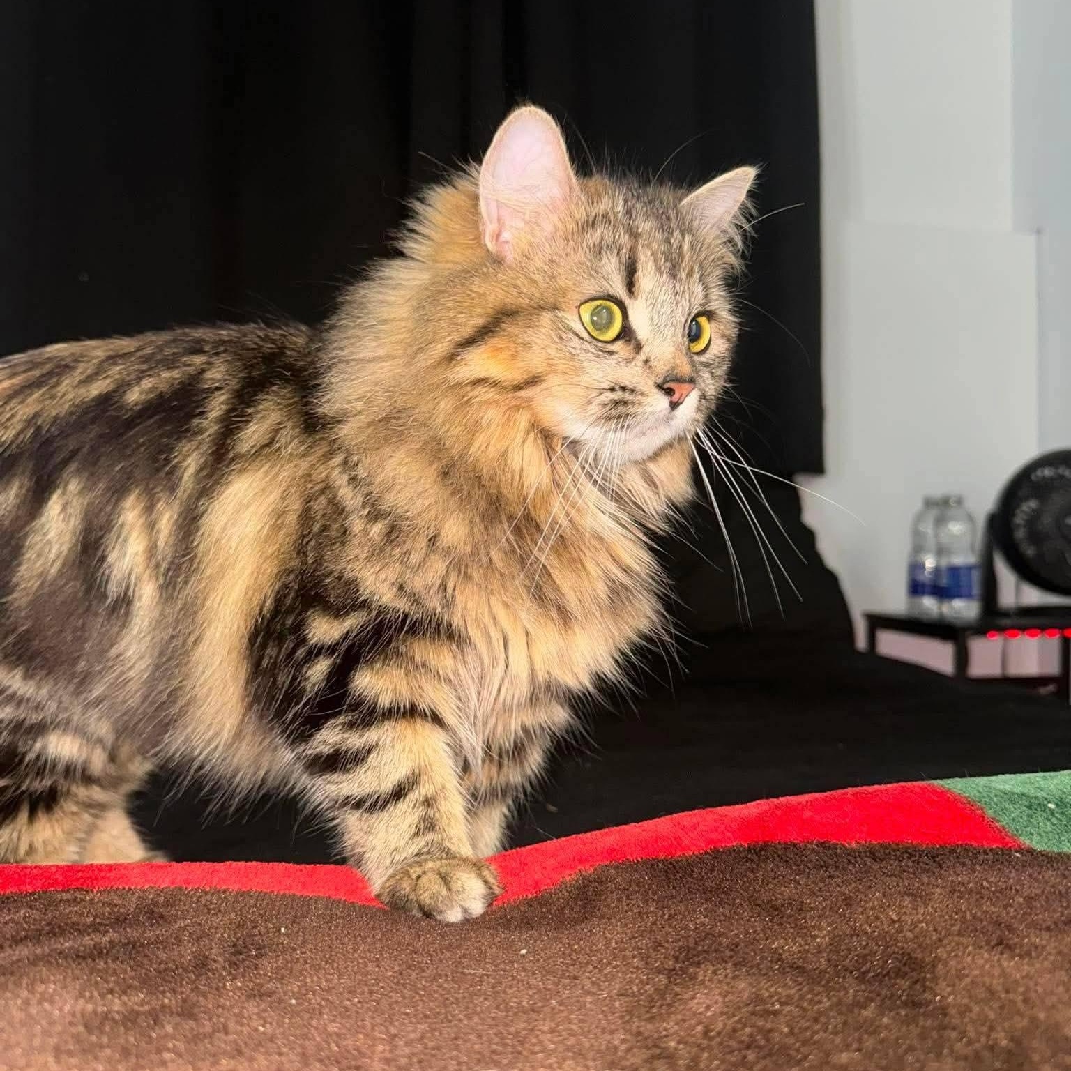 Enlarge Mitsubishi(f) 1yrs Siberian mix/Maine coon, an adopted mixed breed in Ottawa, ON image 2/4