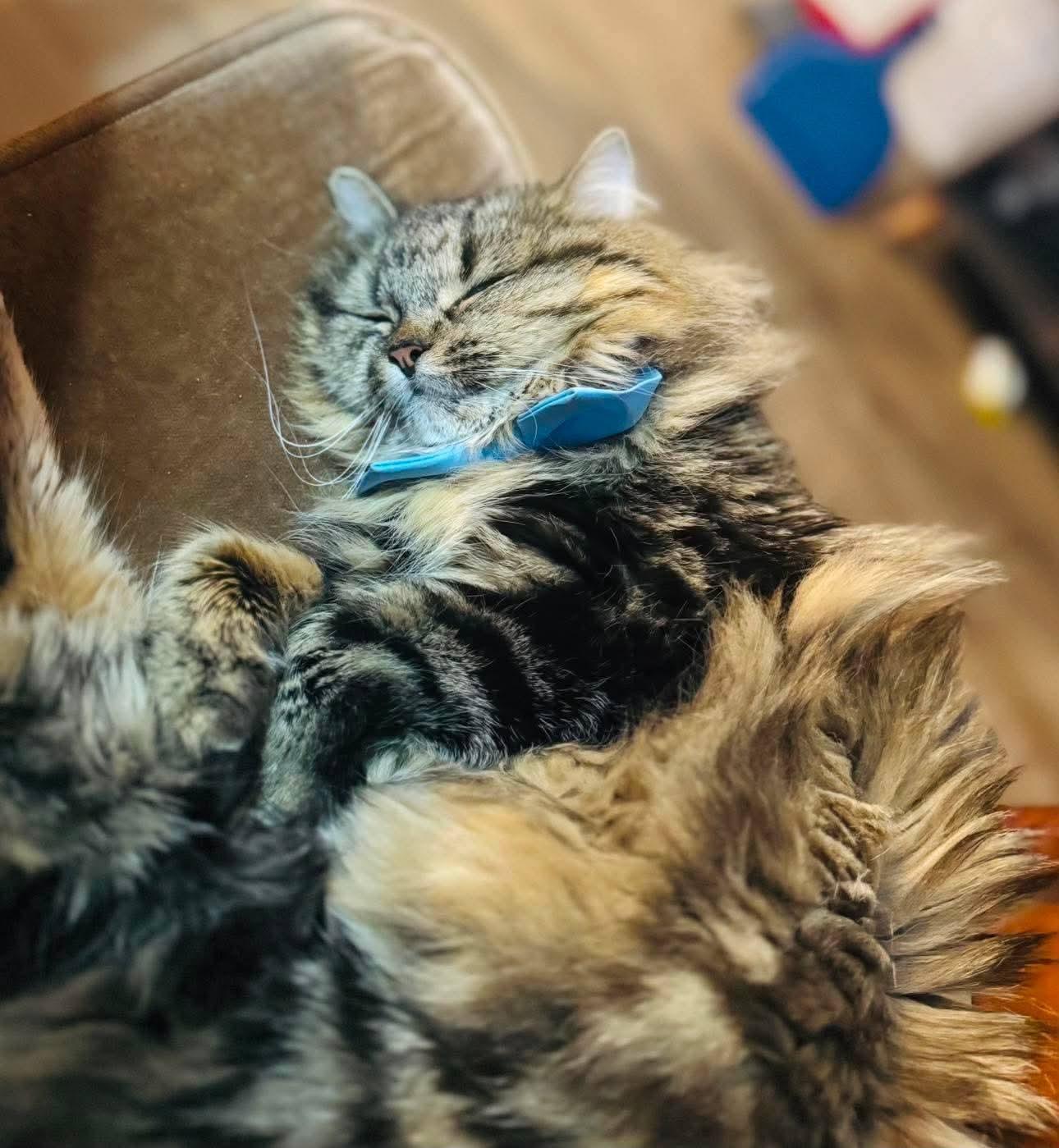 Enlarge Mitsubishi(f) 1yrs Siberian mix/Maine coon, an adopted mixed breed in Ottawa, ON image 3/4