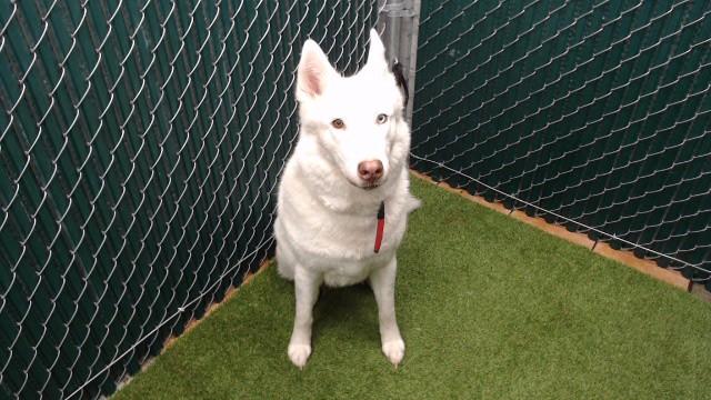 Enlarge KATALEYA, a Adoptable Siberian Husky in Downey, CA image 1/1
