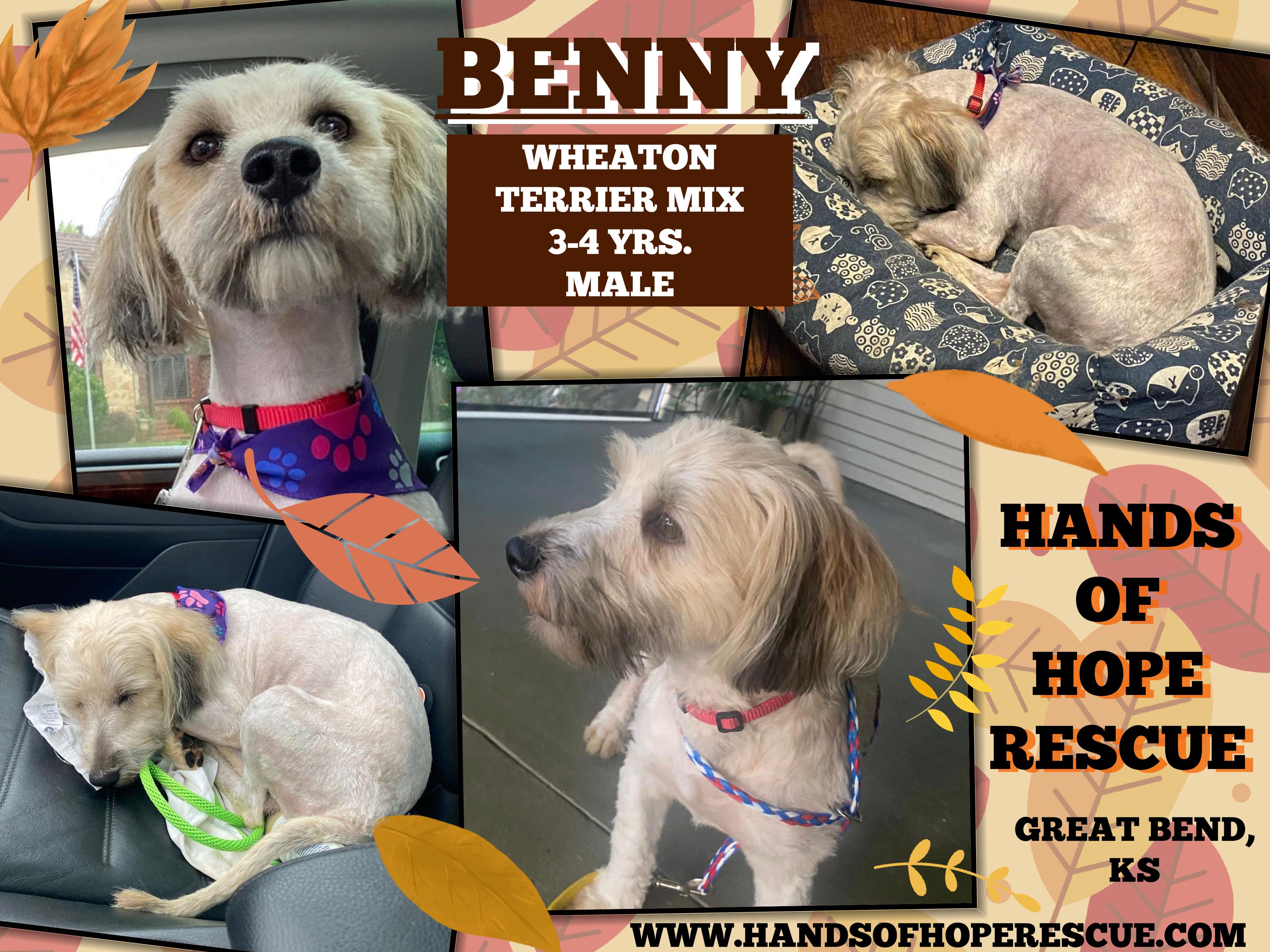 Benny, an adoptable Wheaten Terrier in Great Bend, KS, 67530 | Photo Image 1