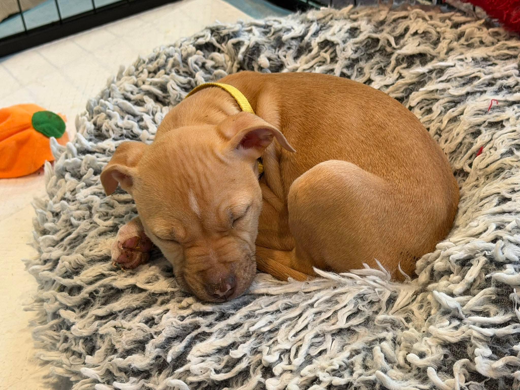 Enlarge Tori, an adopted mixed breed in Lodi, CA image 2/5