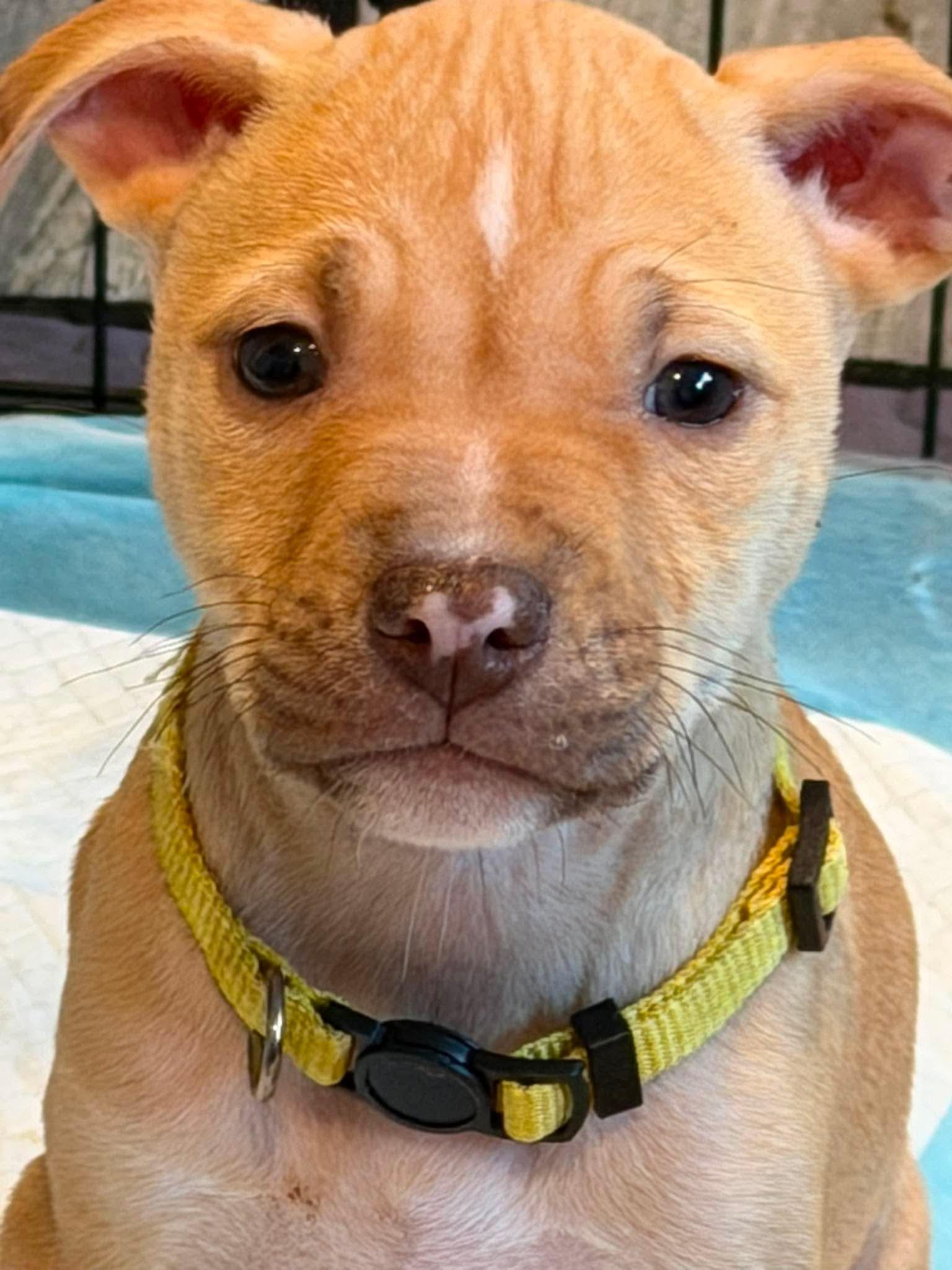 Enlarge Tori, an adopted mixed breed in Lodi, CA image 4/5