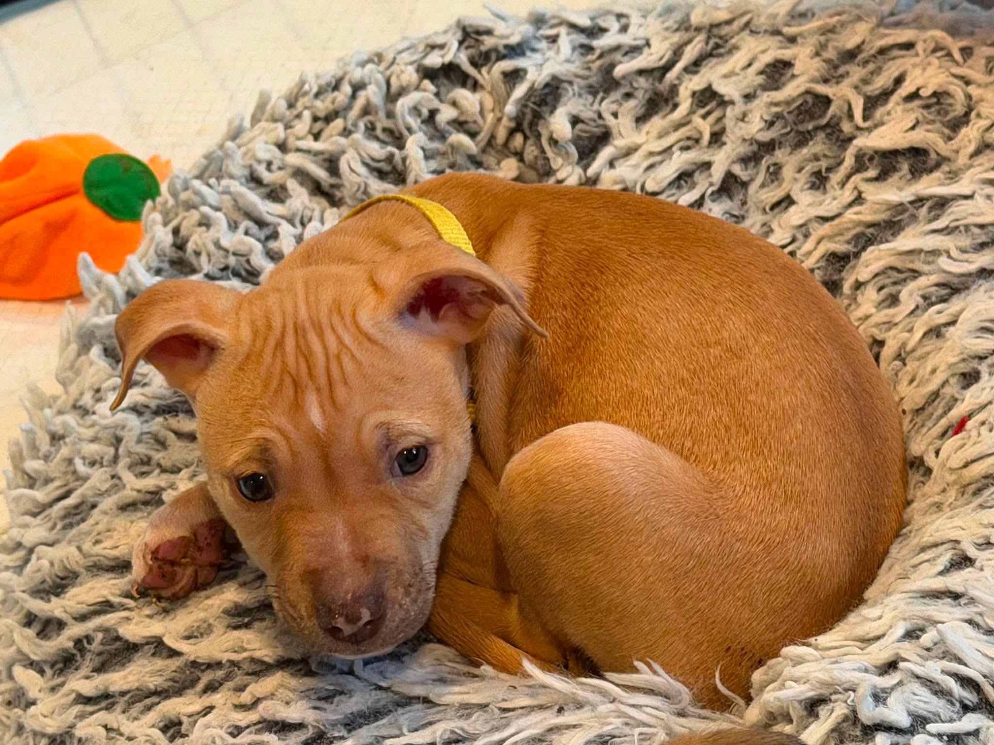 Enlarge Tori, an adopted mixed breed in Lodi, CA image 5/5
