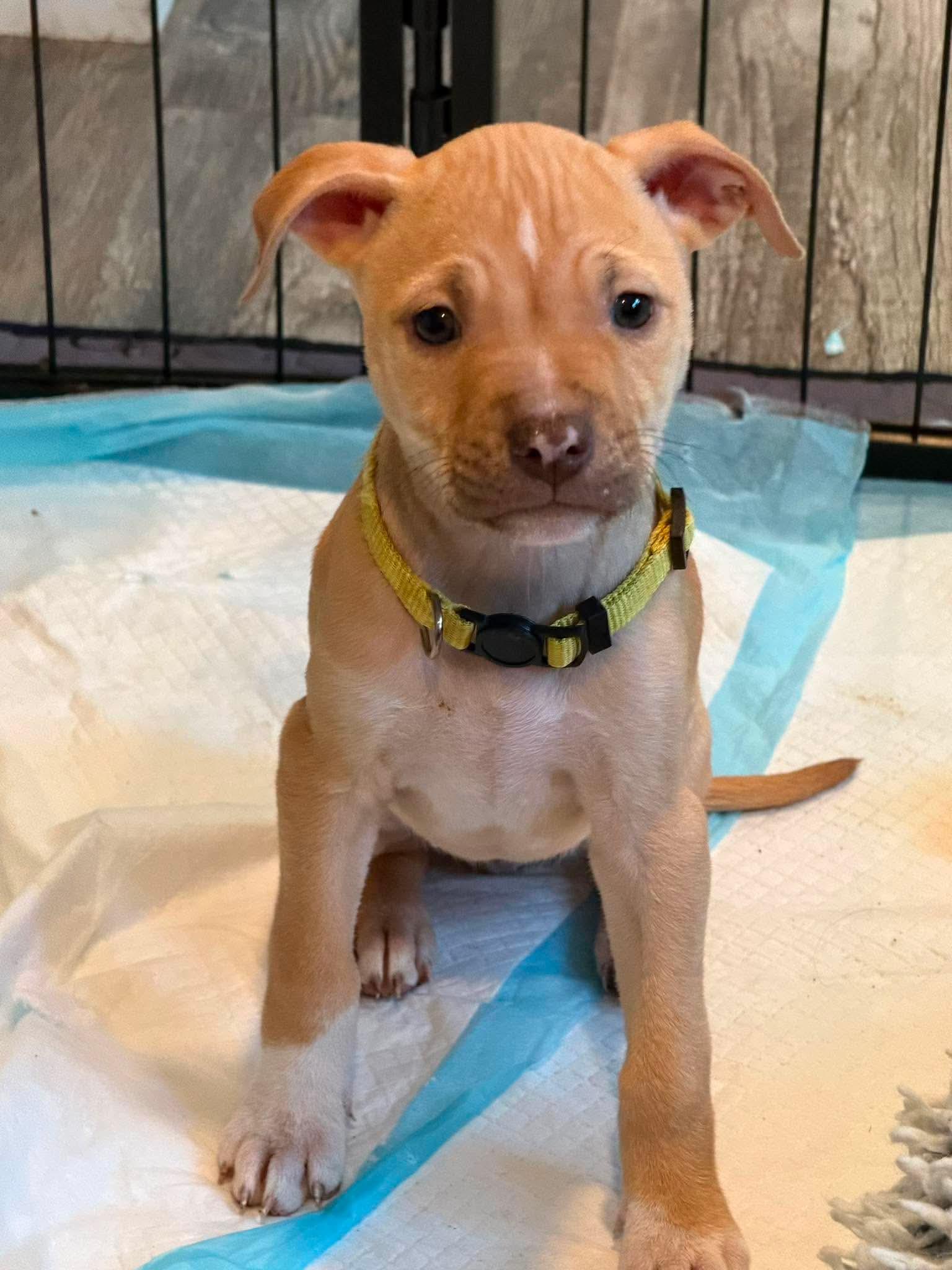 Enlarge Tori, an adopted mixed breed in Lodi, CA image 3/5