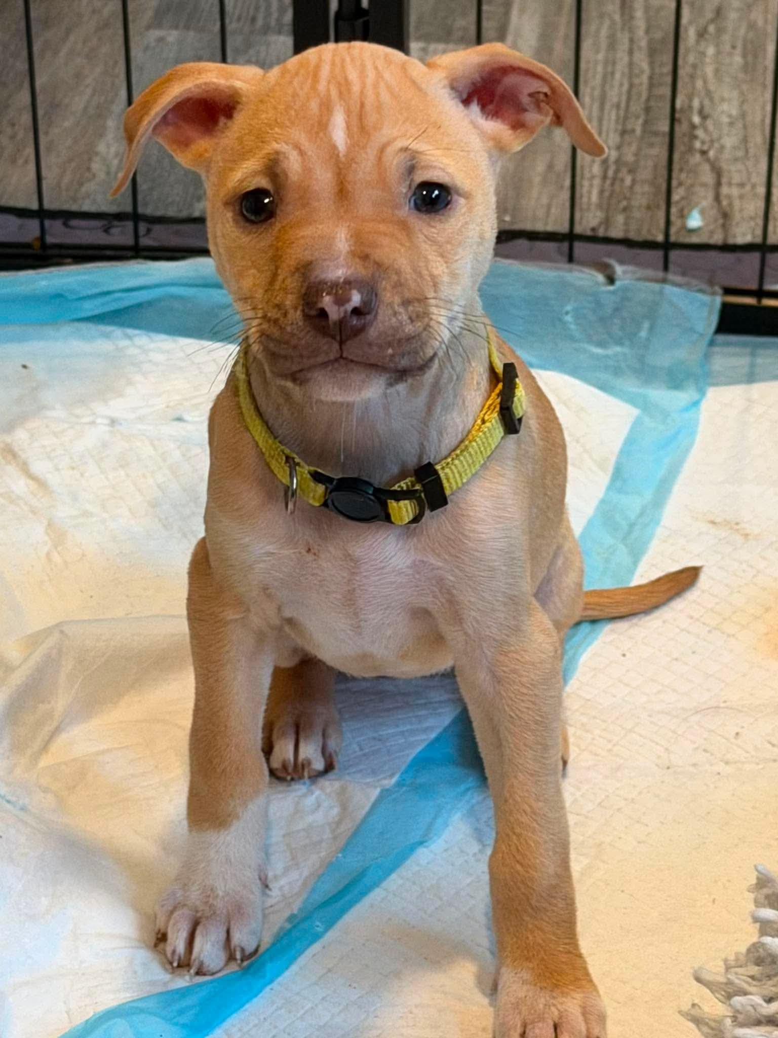Tori, adopted, Puppy Female Staffordshire Bull Terrier.