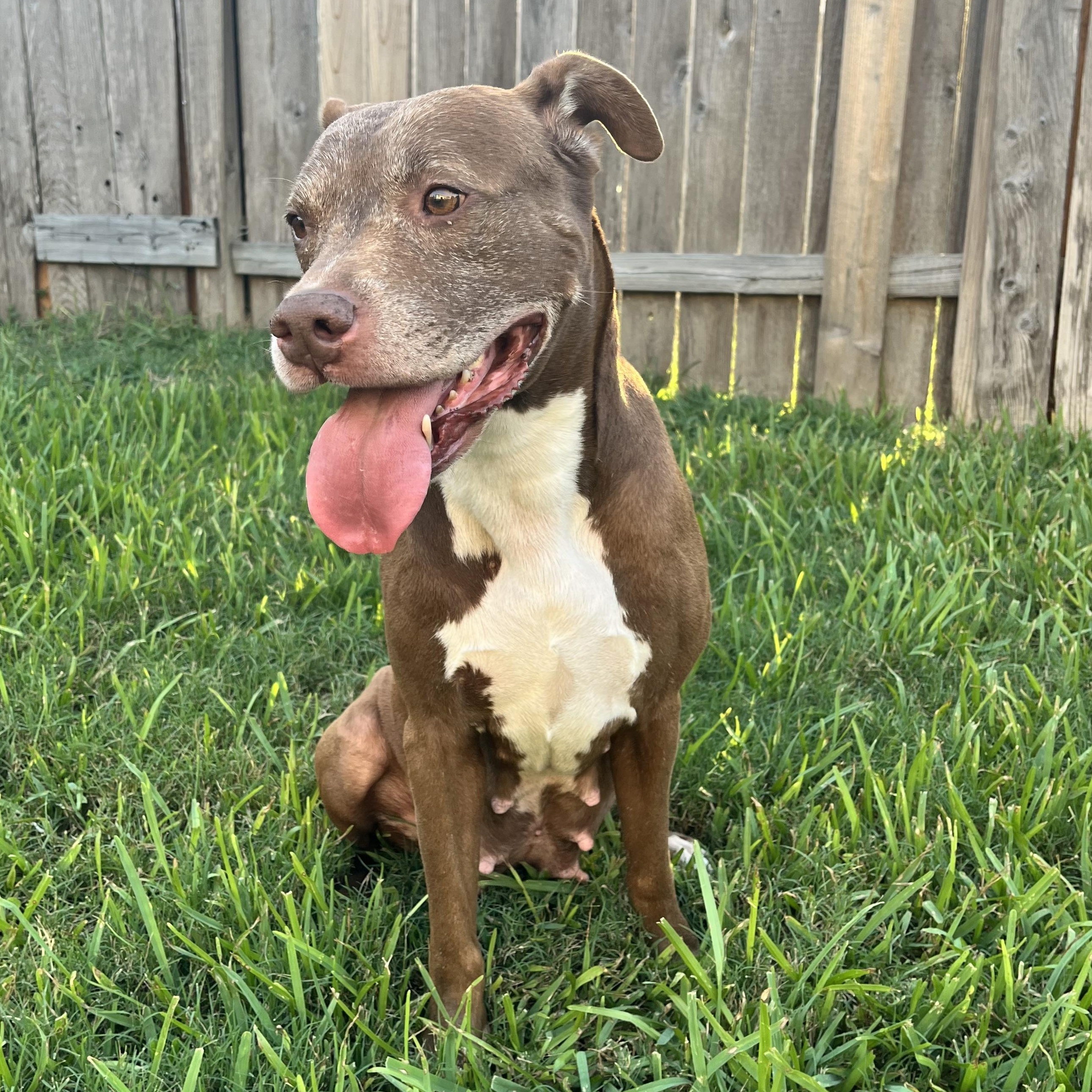 Enlarge Sienna, a Adoptable American Staffordshire Terrier in West Dundee, IL image 4/6