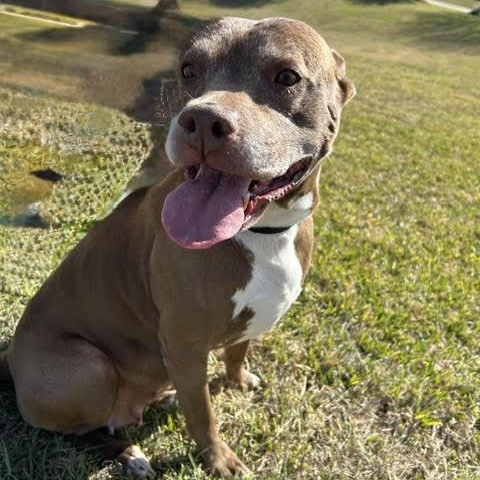 Enlarge Sienna, a Adoptable American Staffordshire Terrier in West Dundee, IL image 6/6