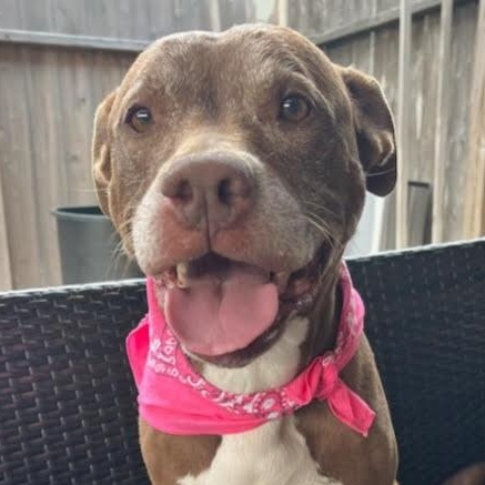 Sienna, a Adoptable American Staffordshire Terrier in West Dundee, IL image 1/6