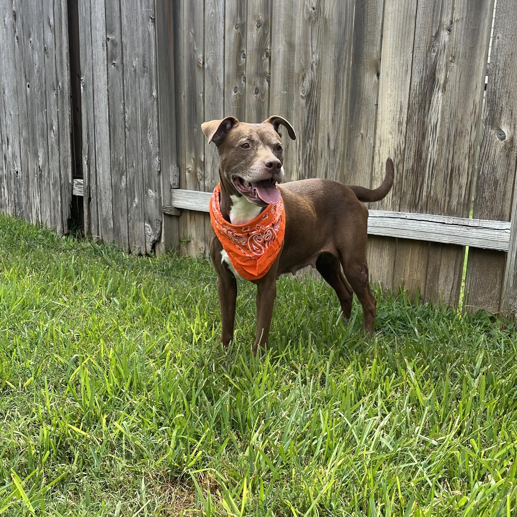 Sienna, a Adoptable American Staffordshire Terrier in West Dundee, IL image 1/6