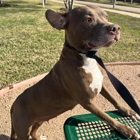 Enlarge Sienna, a Adoptable American Staffordshire Terrier in West Dundee, IL image 2/6