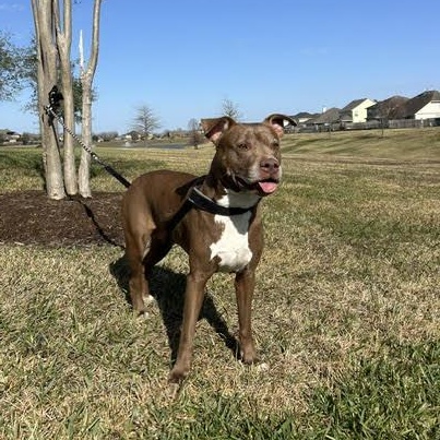 Enlarge Sienna, a Adoptable American Staffordshire Terrier in West Dundee, IL image 5/6