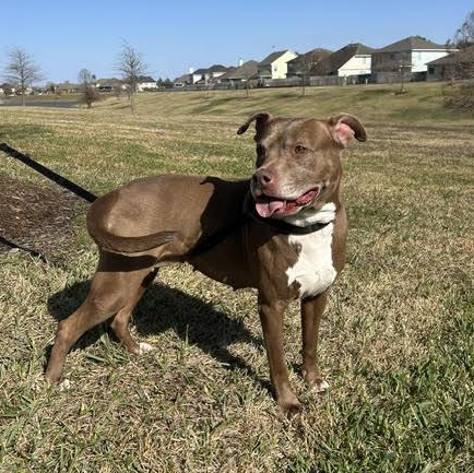 Enlarge Sienna, a Adoptable American Staffordshire Terrier in West Dundee, IL image 1/6
