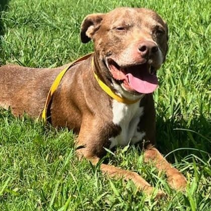 Sienna, a Adoptable American Staffordshire Terrier in West Dundee, IL image 4/6