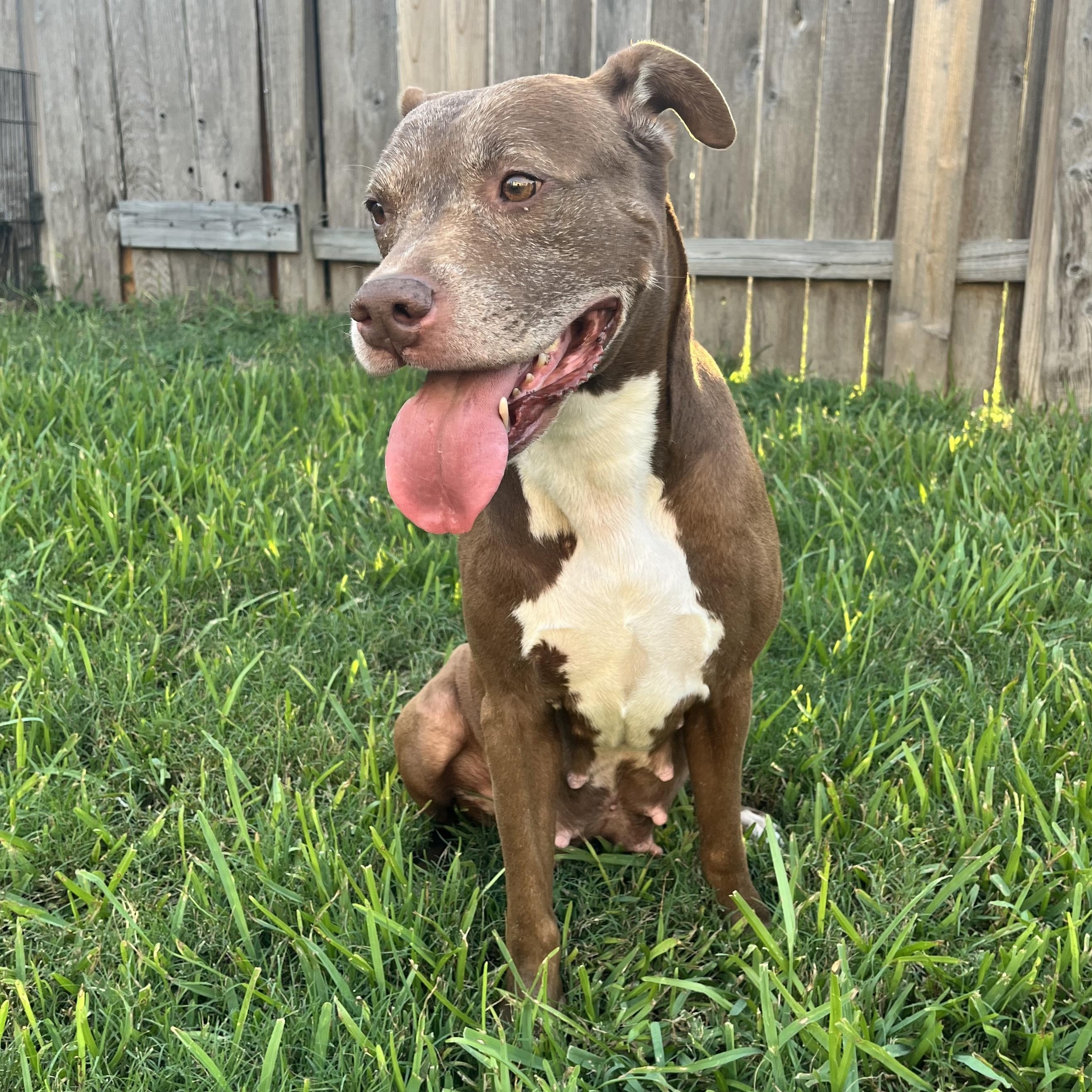 Sienna, Adoptable, Adult Female American Staffordshire Terrier.