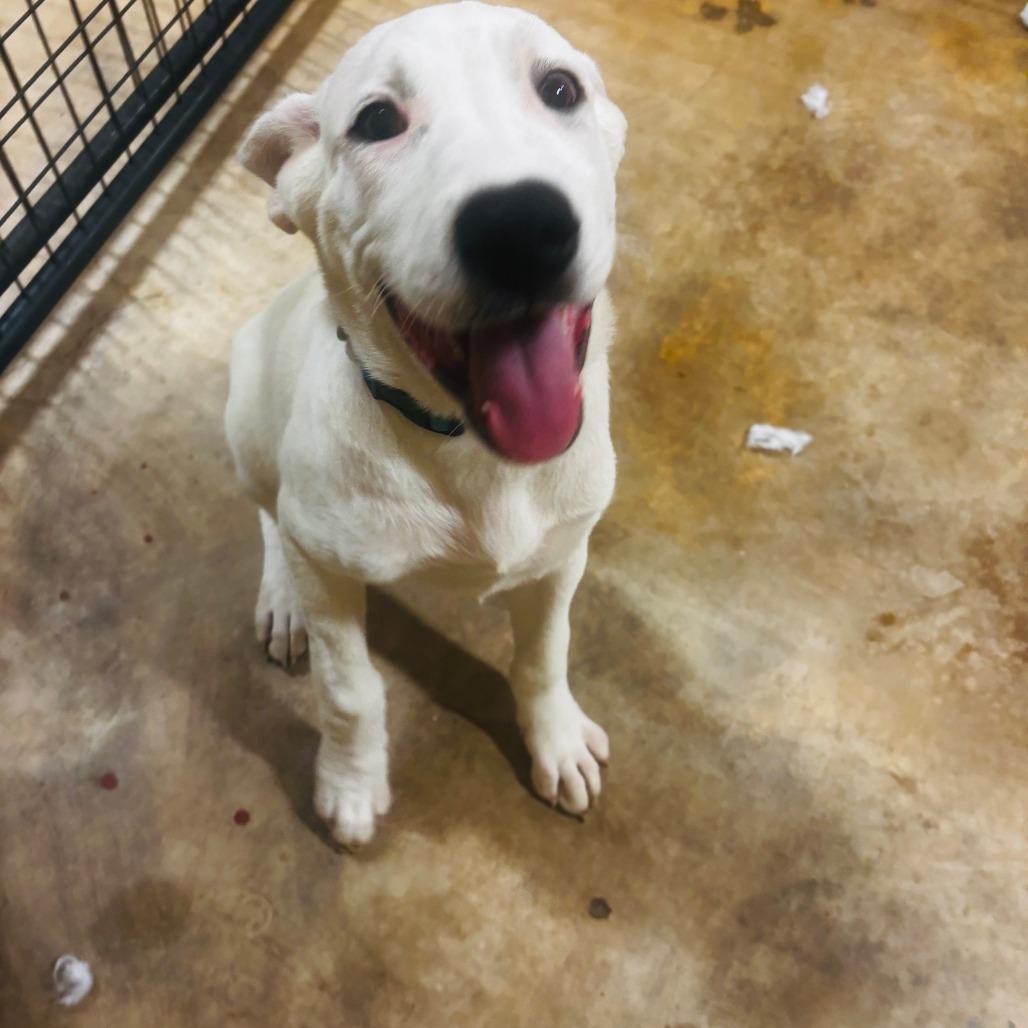 Clint Eastwood, Adoptable, Young Male Labrador Retriever & Pit Bull Terrier.