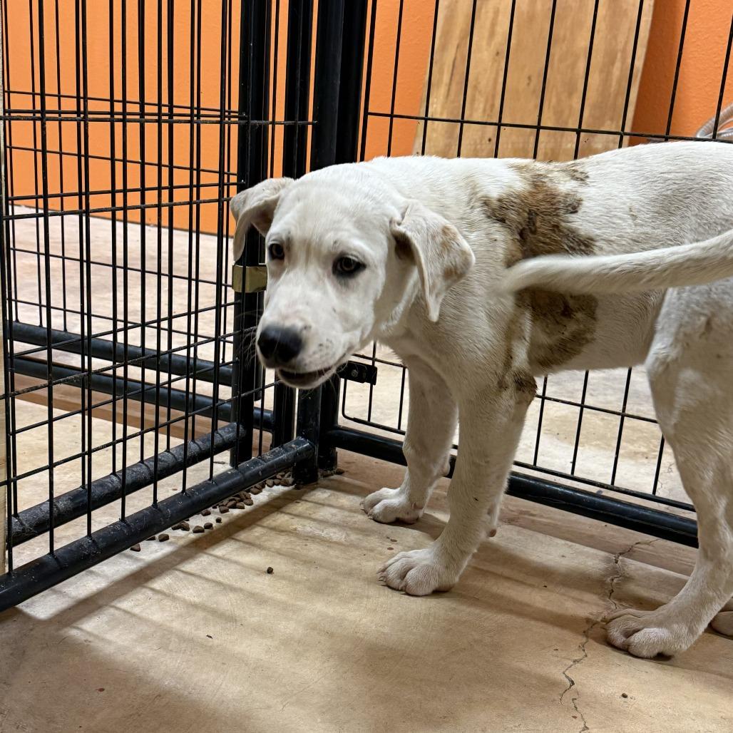 Clint, Adoptable, Puppy Male Labrador Retriever & Pit Bull Terrier.