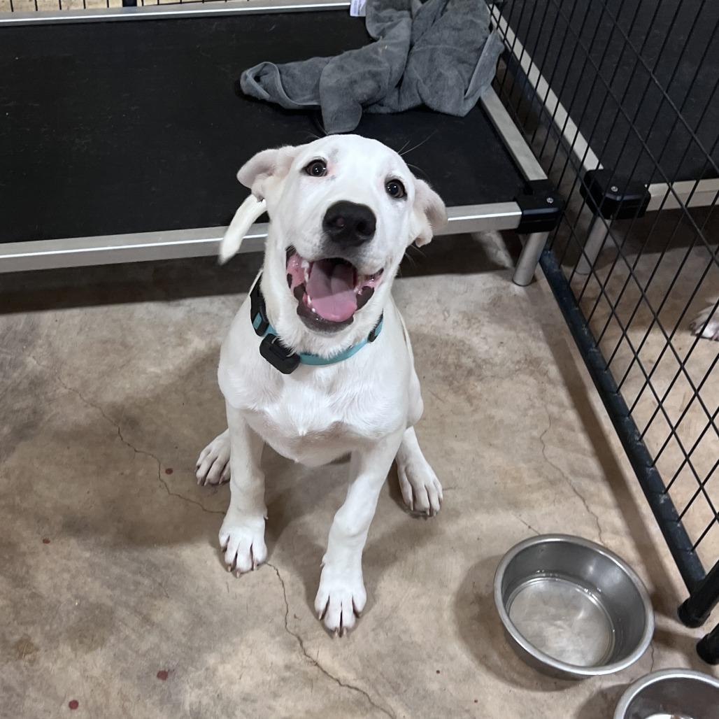 Enlarge Clint Eastwood, a Adoptable mixed breed in San Saba, TX image 3/3