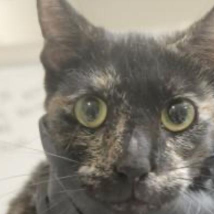 Enlarge Gigi, a Adoptable Domestic Short Hair in Temecula, CA image 1/1