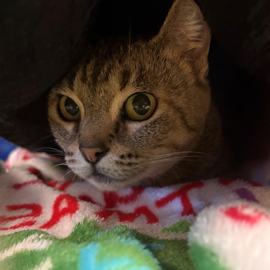 Enlarge Miss Frizzle, a Adoptable Domestic Short Hair in Chehalis, WA image 1/1