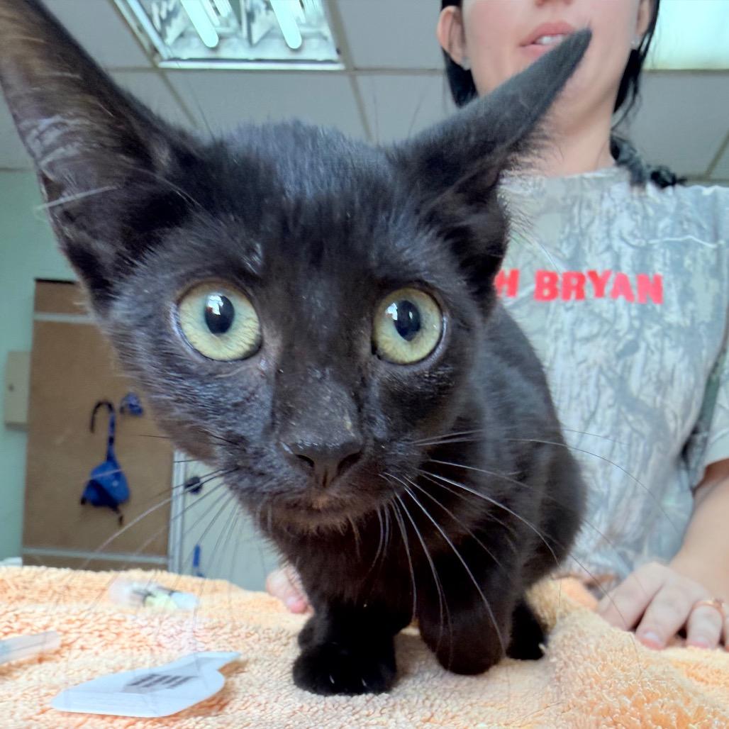 Alissa, Adoptable, Kitten Female Domestic Short Hair.