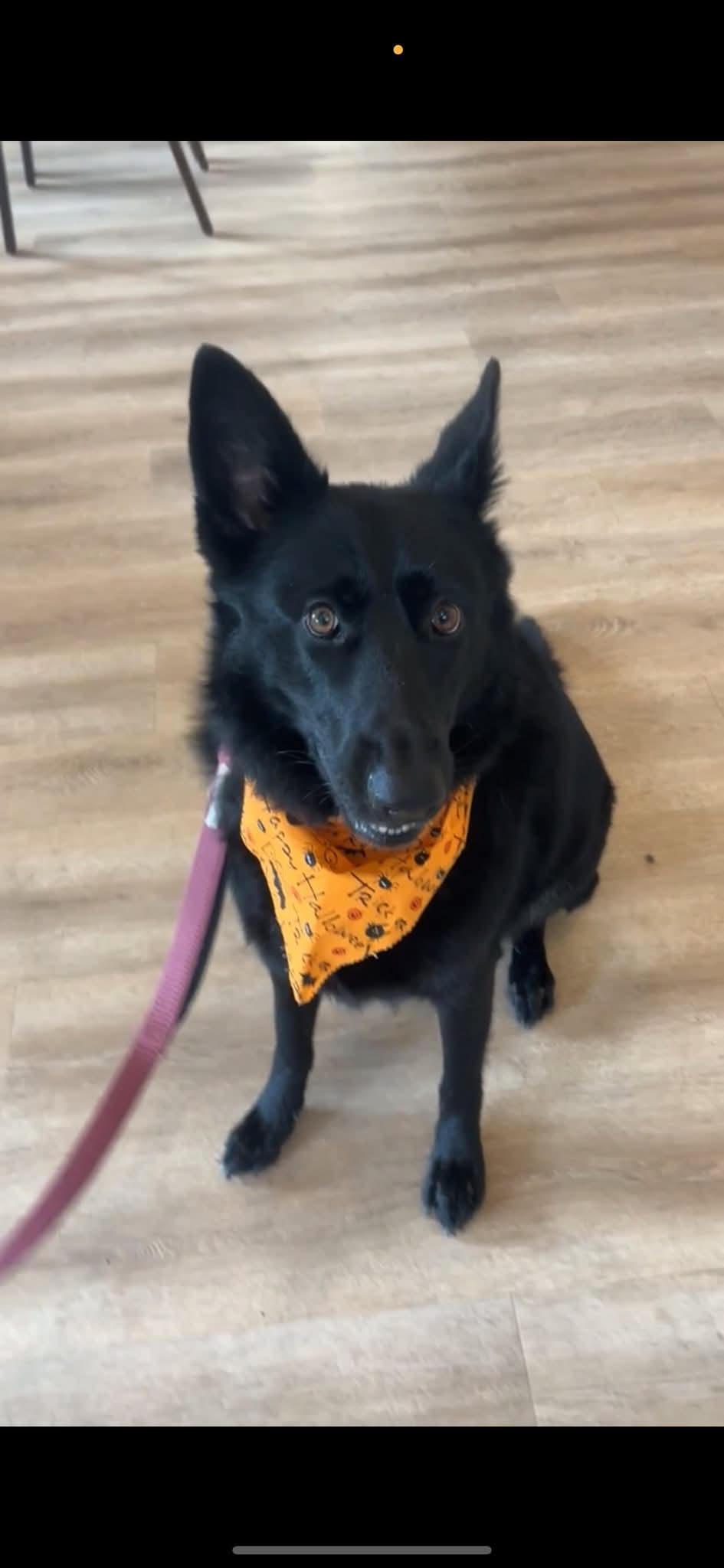 Fendi, Adoptable, Adult Female German Shepherd Dog.