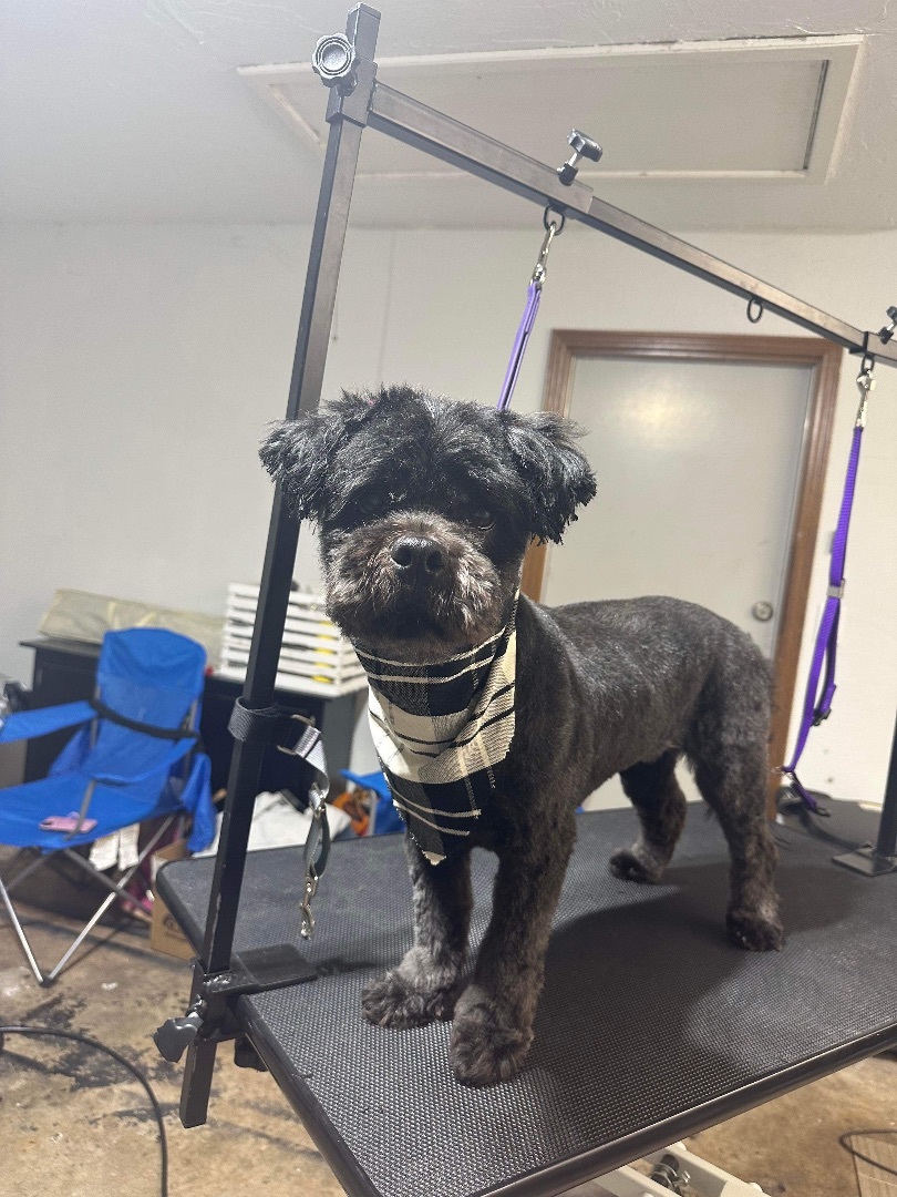 Buffy, Adopted, Adult Female Shih Tzu.