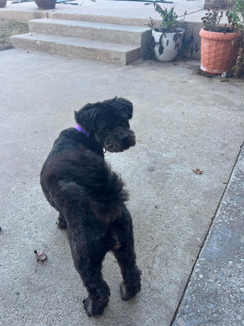 Enlarge Buffy, a Adopted Shih Tzu in Edmond, OK image 2/5
