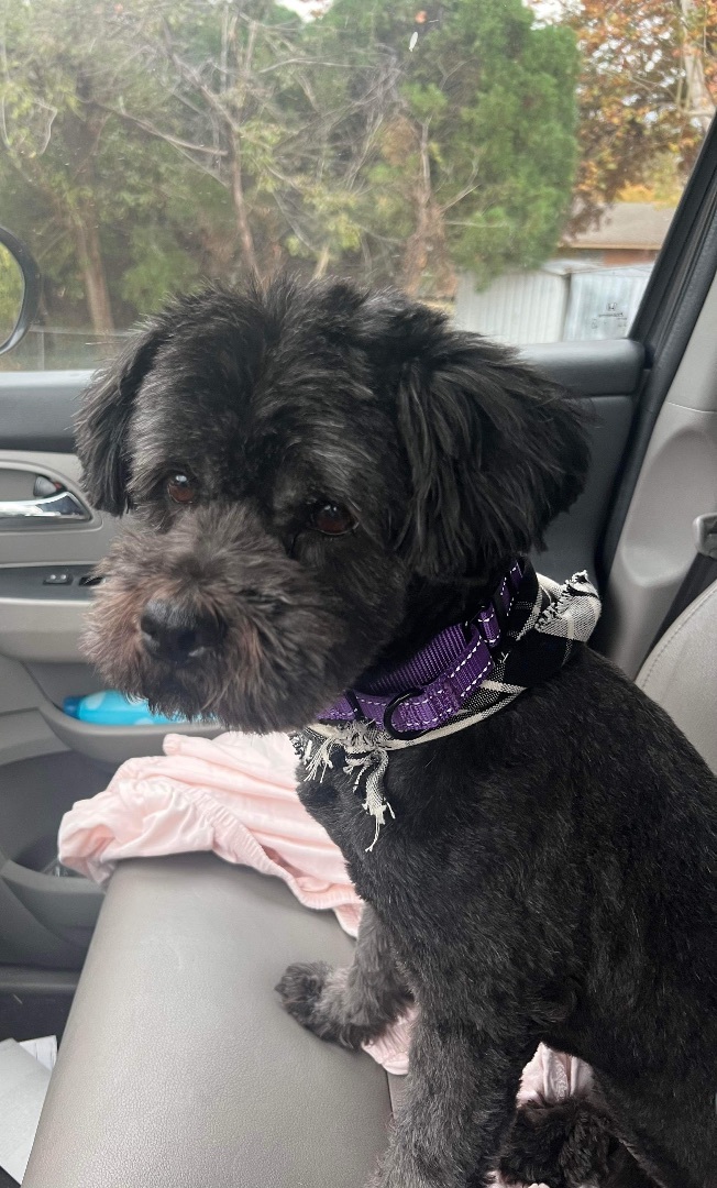 Enlarge Buffy, a Adopted Shih Tzu in Edmond, OK image 3/5