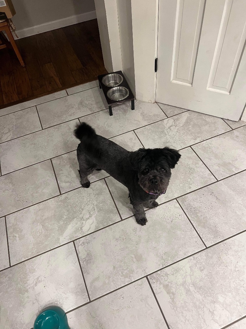 Enlarge Buffy, a Adopted Shih Tzu in Edmond, OK image 4/5