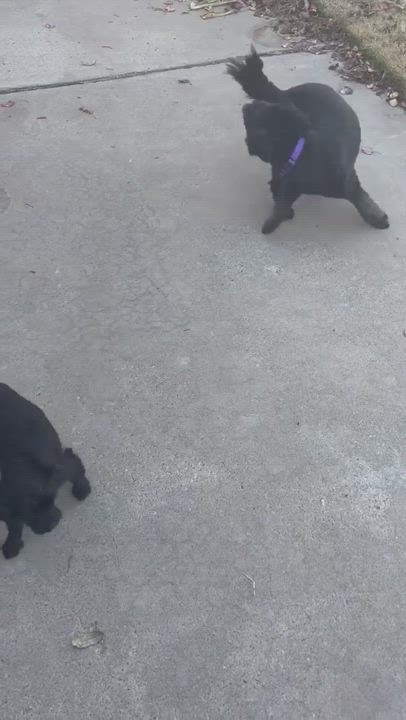 Enlarge Buffy, a Adopted Shih Tzu in Edmond, OK video 5/5