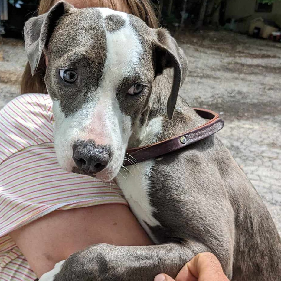 Holly, Young Female American Staffordshire Terrier