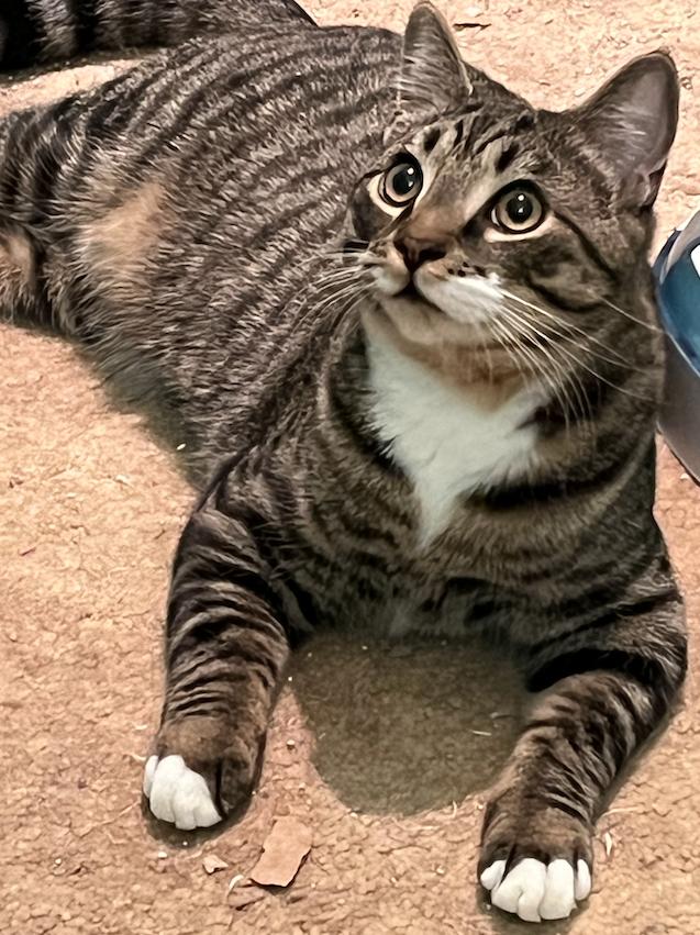 Enlarge Dashiell, a Adoptable Domestic Short Hair in Connelly Springs, NC image 4/5