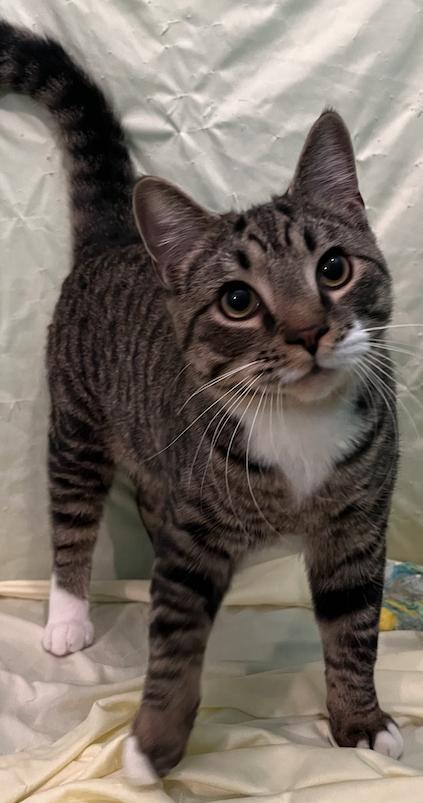 Enlarge Dashiell, a Adoptable Domestic Short Hair in Connelly Springs, NC image 1/5