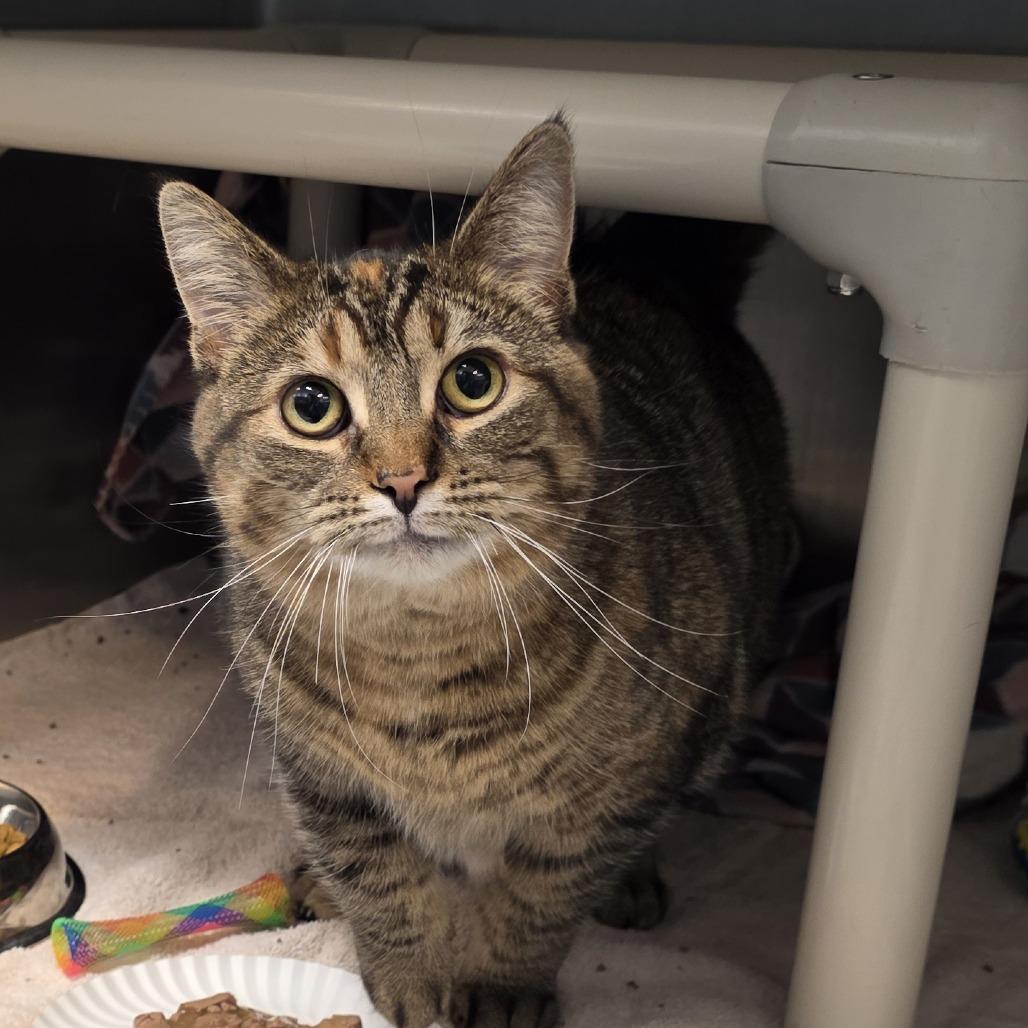 Ember, Adoptable, Young Female Domestic Short Hair.