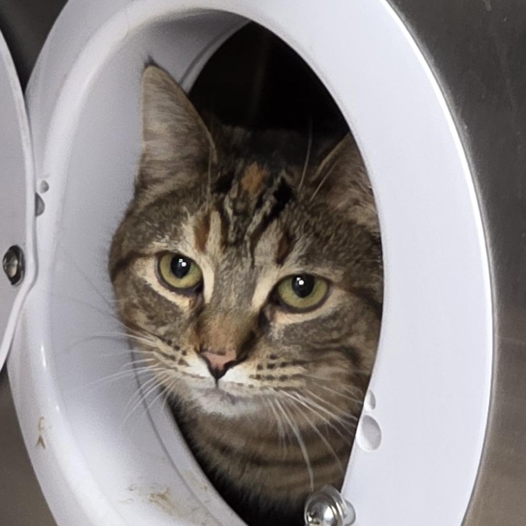 Enlarge Ember, a Adoptable Domestic Short Hair in Fort Wayne, IN image 2/3