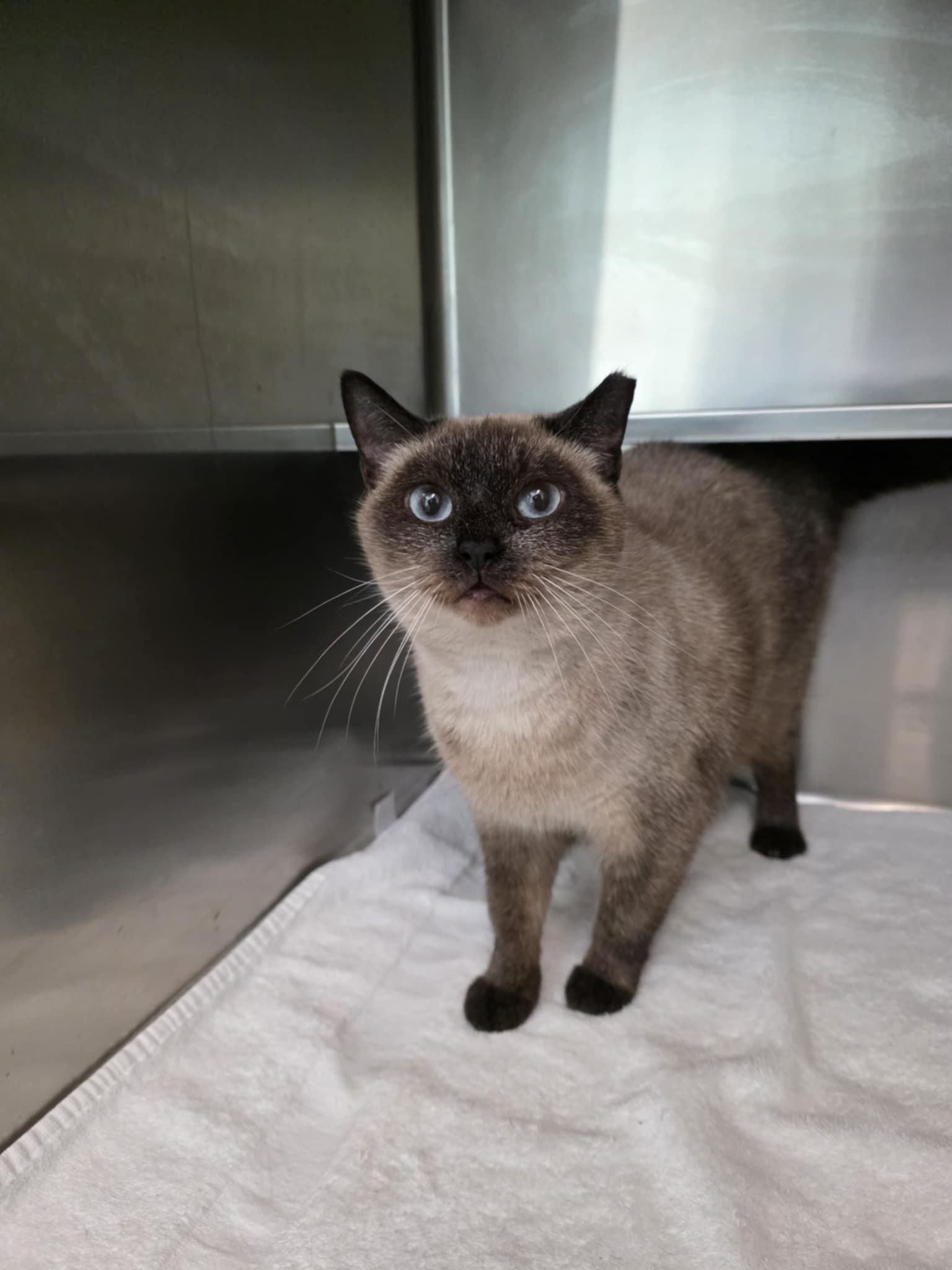 Pineapple *SPONSORED*, a Adoptable Siamese in Umatilla, FL image 3/3