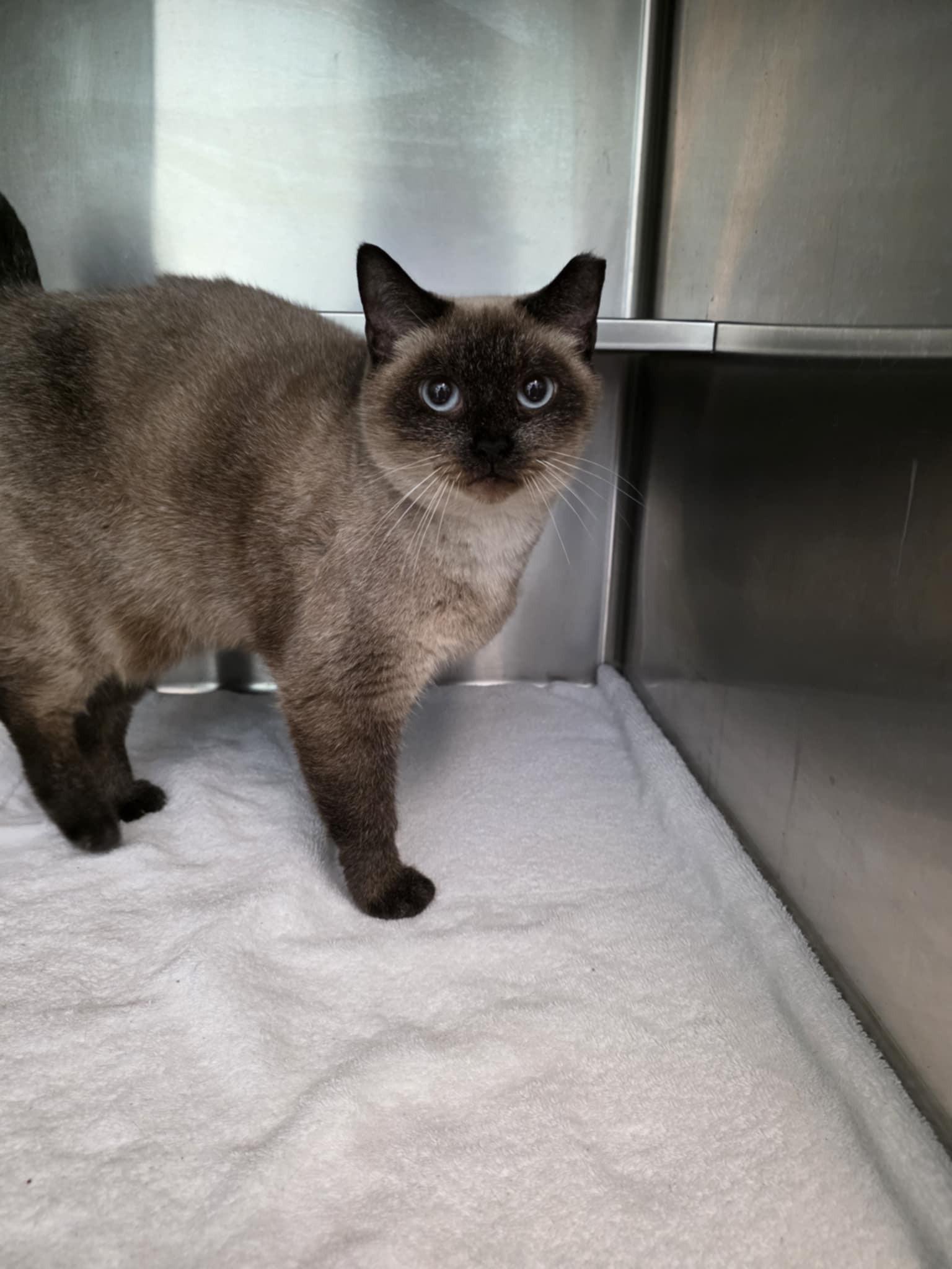 Pineapple *SPONSORED*, Adoptable, Adult Female Siamese.