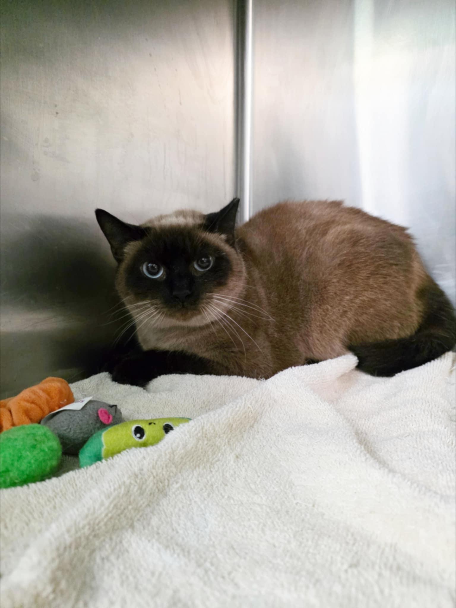 Pineapple *SPONSORED*