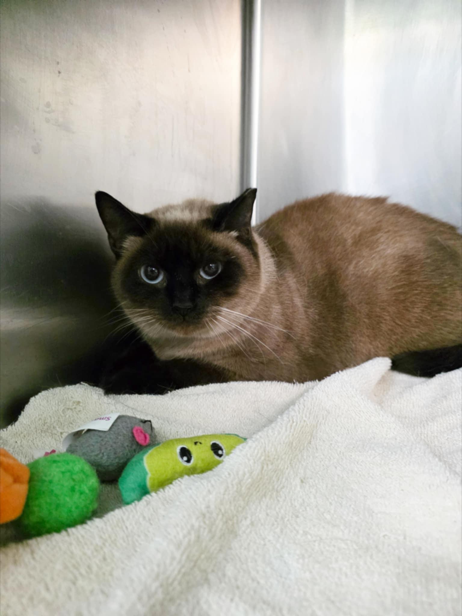 Pineapple *SPONSORED*, Adoptable, Adult Female Siamese.
