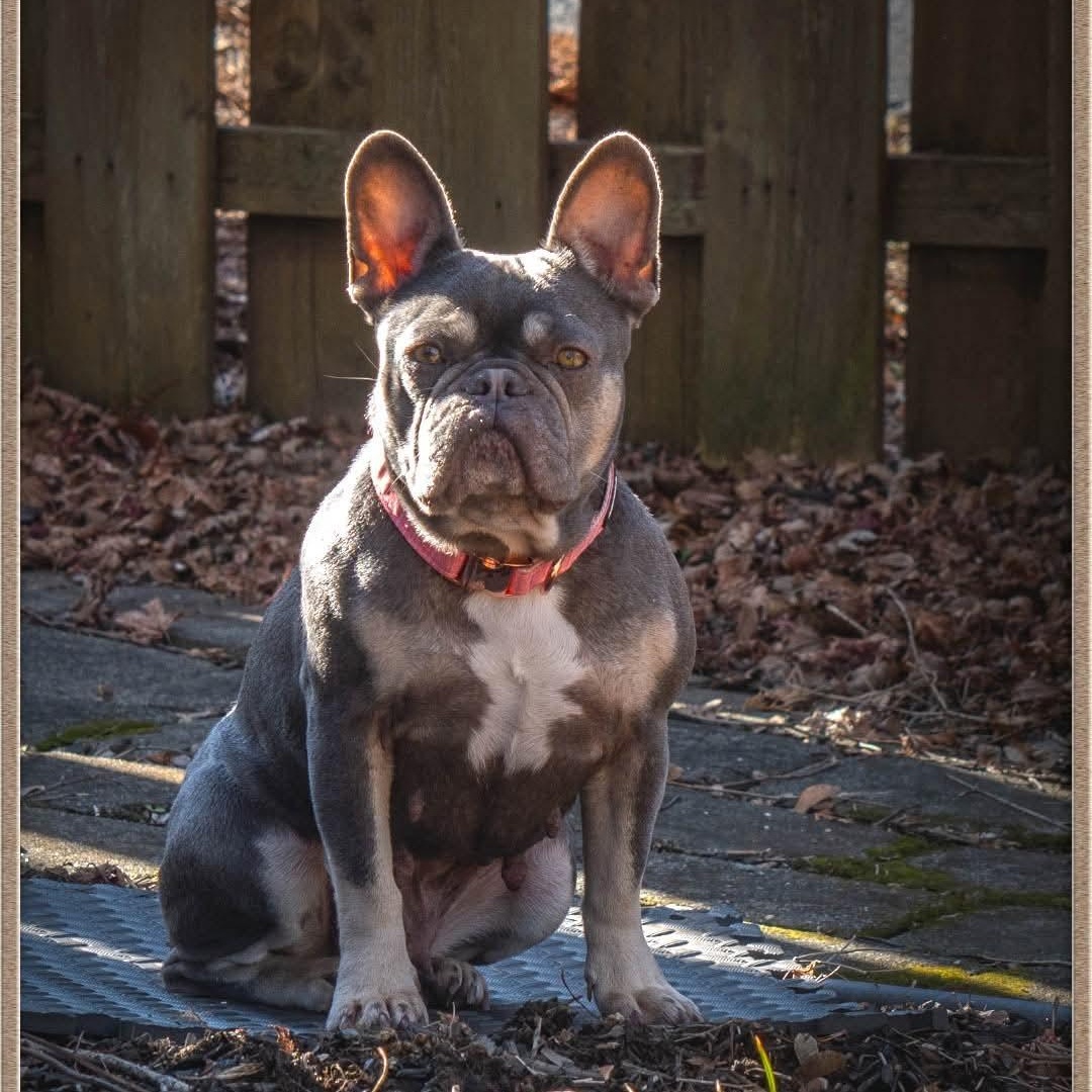 Noelle , adopted, Adult Female French Bulldog.