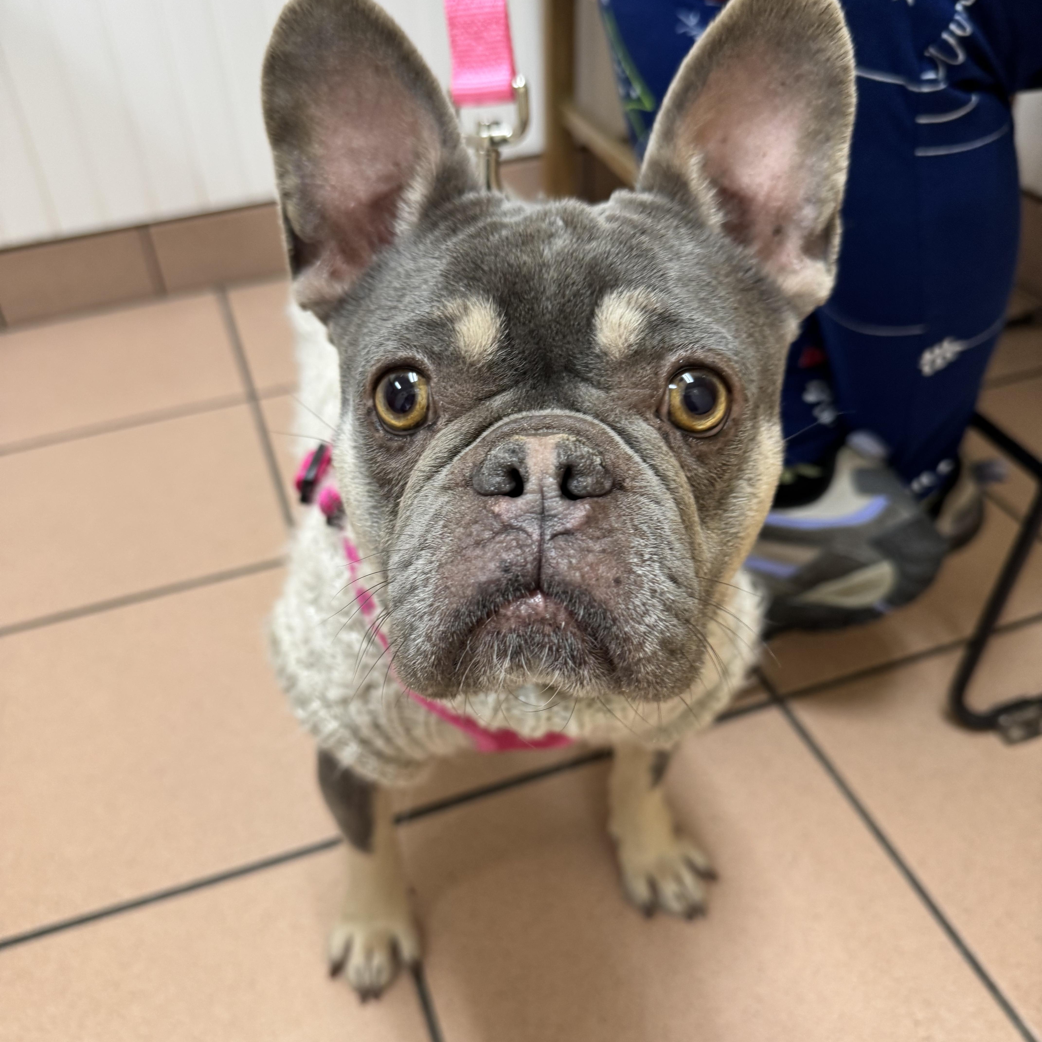 Enlarge Noelle , an adopted French Bulldog in Phillipsburg, NJ image 4/5