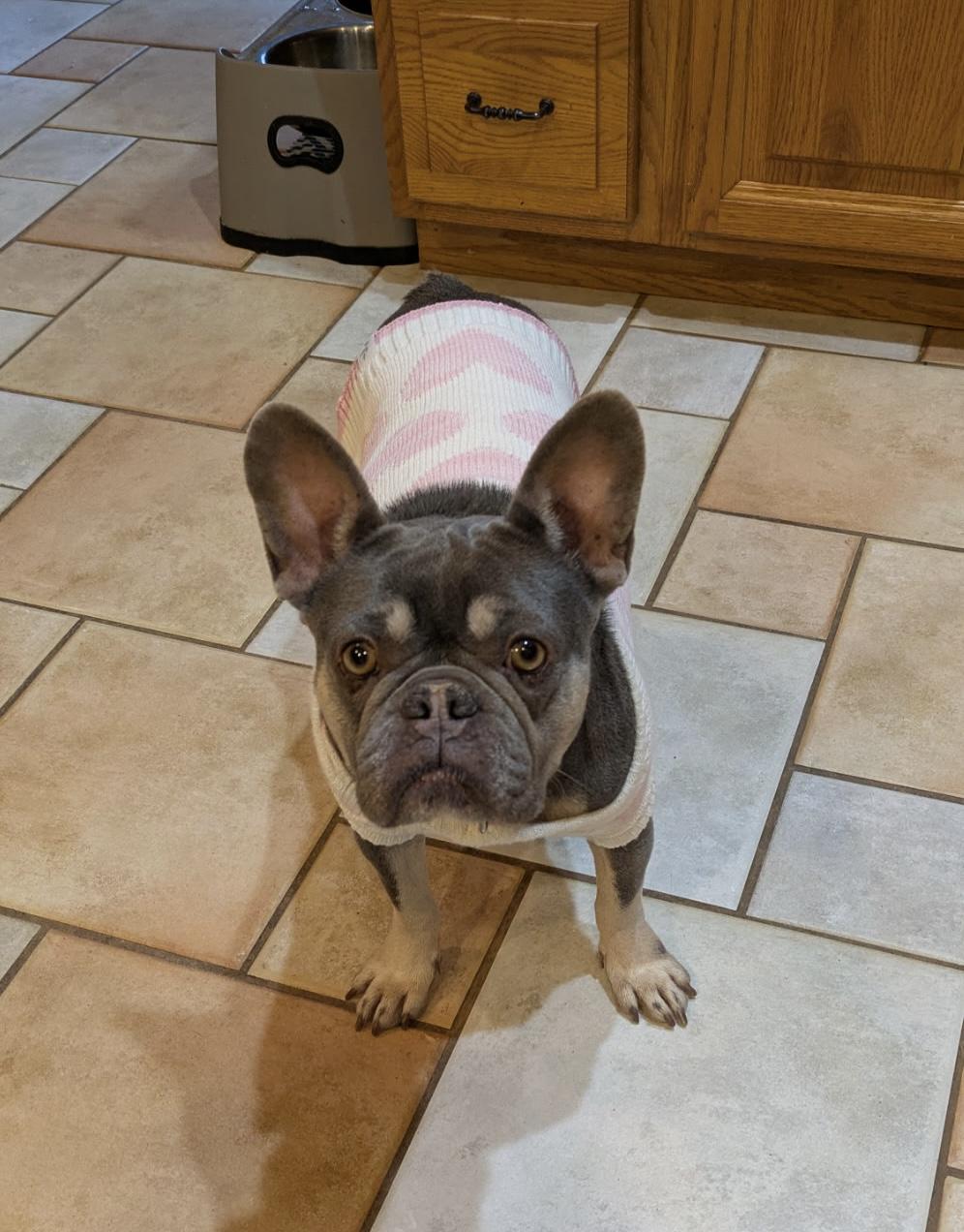 Enlarge Noelle , an adopted French Bulldog in Phillipsburg, NJ image 5/5