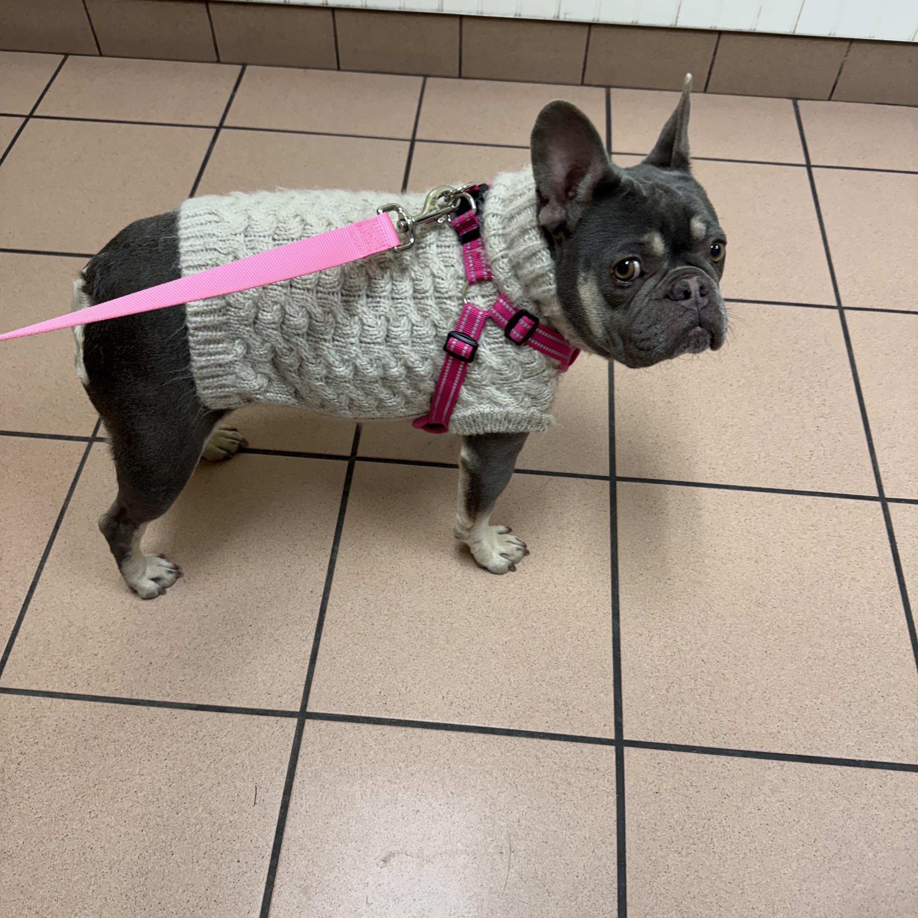 Enlarge Noelle , an adopted French Bulldog in Phillipsburg, NJ image 3/5