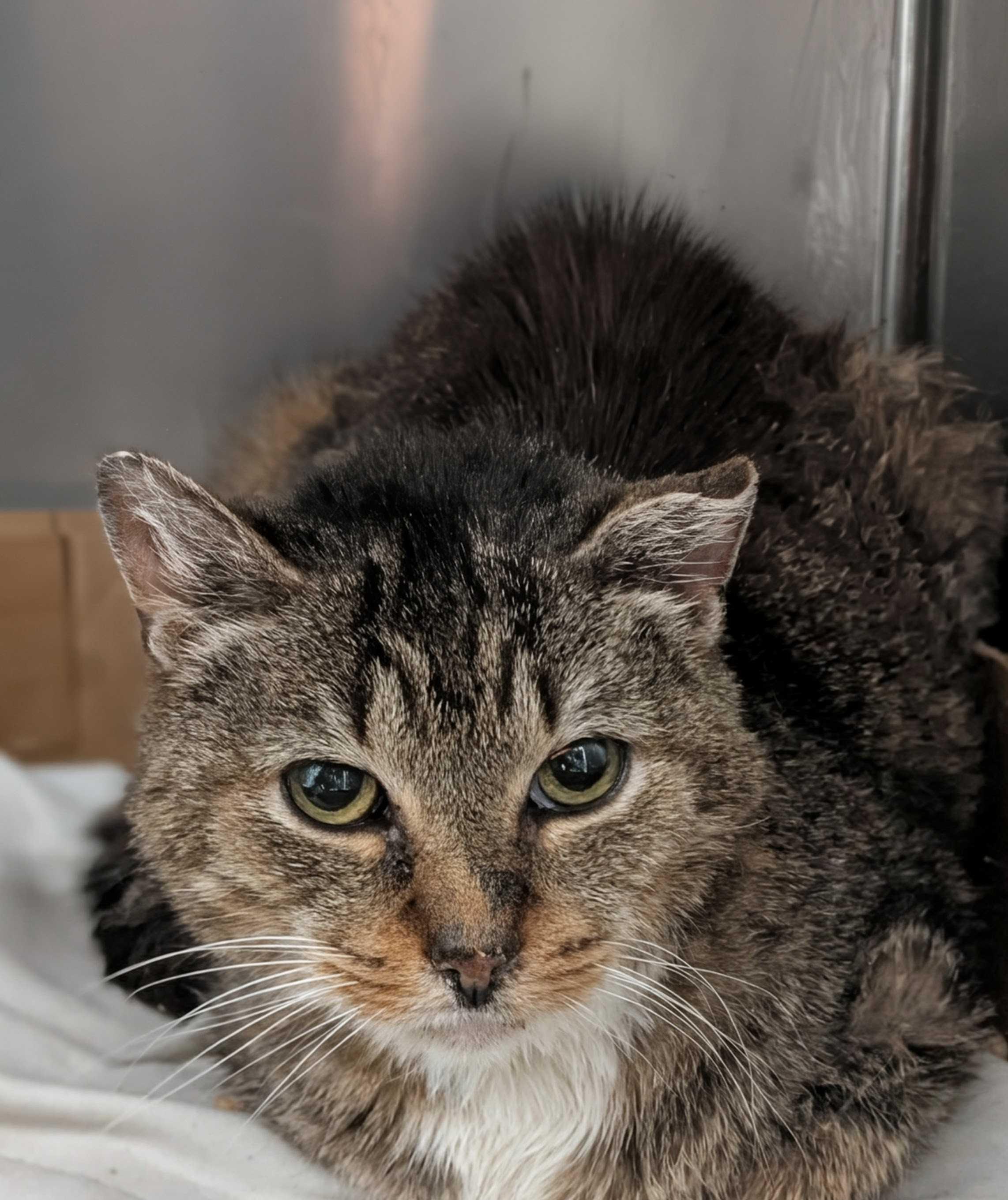 Jason, ADOPTABLE, Senior Male Domestic Short Hair.