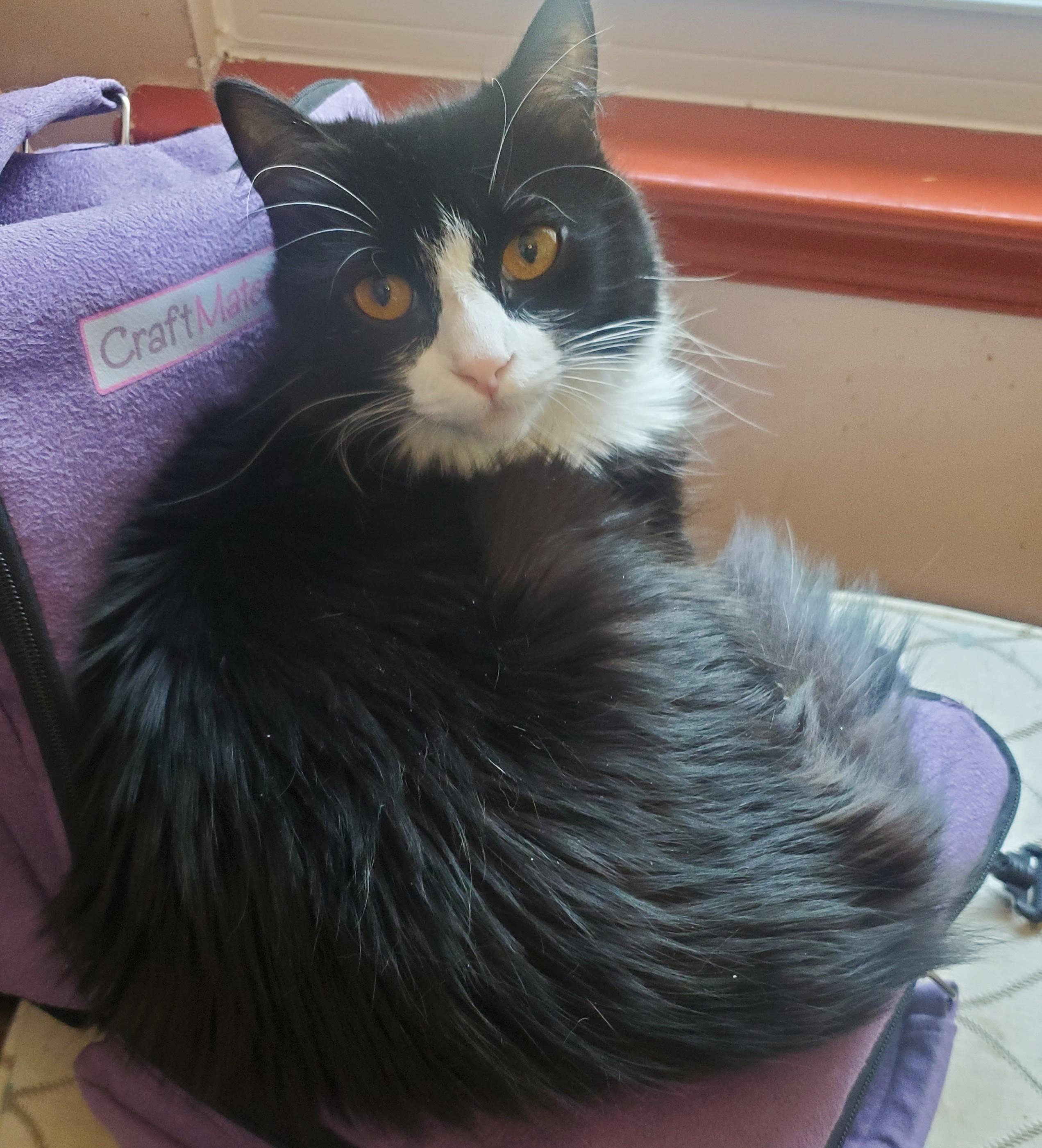 Enlarge Bubbles & Sparkles-Double the Love, a Adoptable Tuxedo in Laurel, MD image 6/6