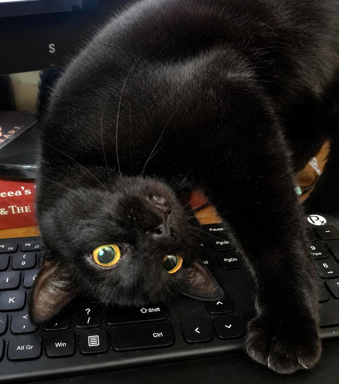 Enlarge Bubbles & Sparkles-Double the Love, a Adoptable Tuxedo in Laurel, MD image 3/6