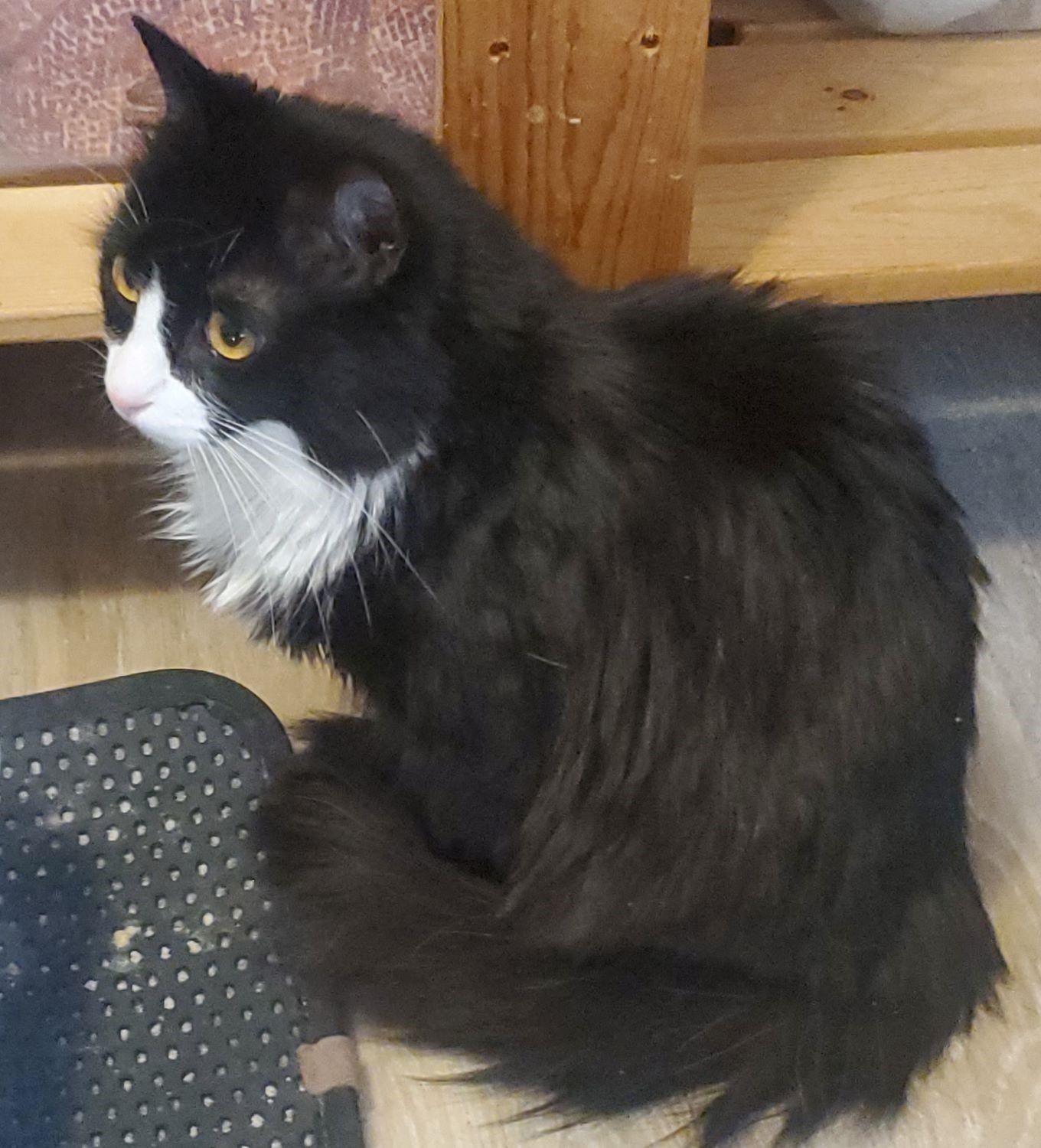 Enlarge Bubbles & Sparkles-Double the Love, a Adoptable Tuxedo in Laurel, MD image 2/6