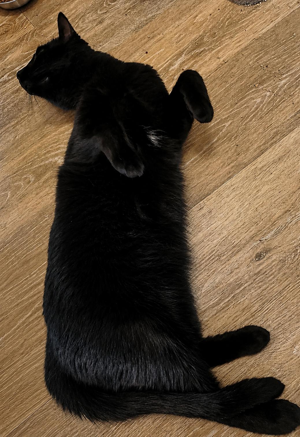 Enlarge Bubbles & Sparkles-Double the Love, a Adoptable Tuxedo in Laurel, MD image 5/6