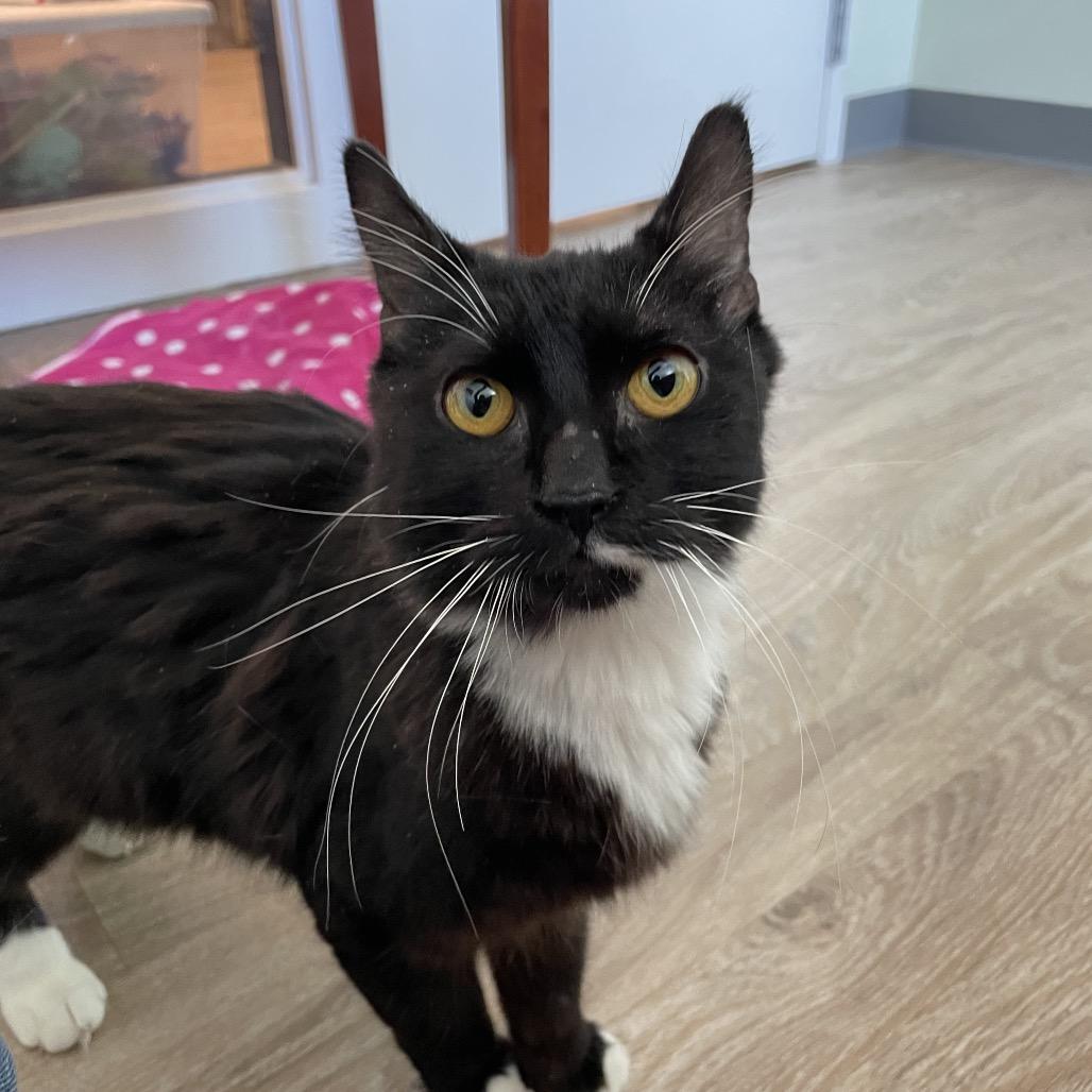 Enlarge Woodpecker, a Adoptable Domestic Medium Hair in Warwick, RI image 1/4