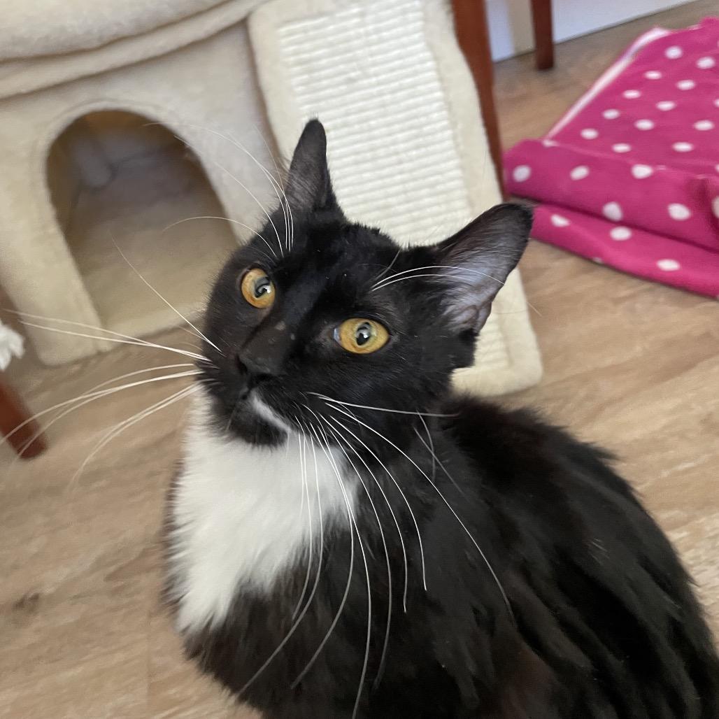 Enlarge Woodpecker, a Adoptable Domestic Medium Hair in Warwick, RI image 2/4